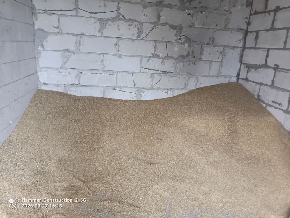 Jenczmien ozimy około 2t