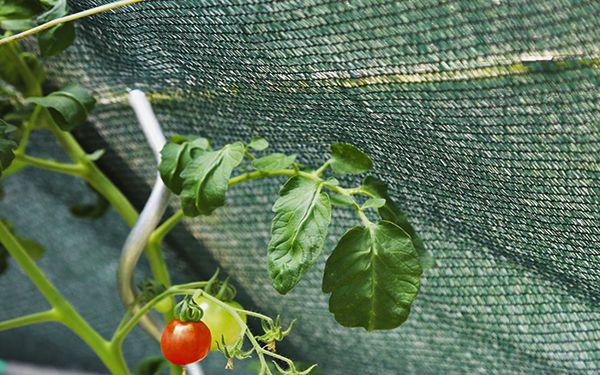 Rede Sombra Verde - NOVO