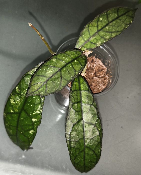 Хойя hoya clemensiorum indonesia