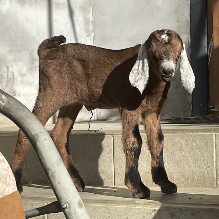 Козята Цаплюки англо нубійські