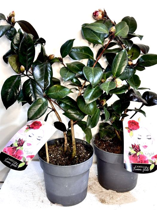Камеліі в асортименті. Доставка по Україні.