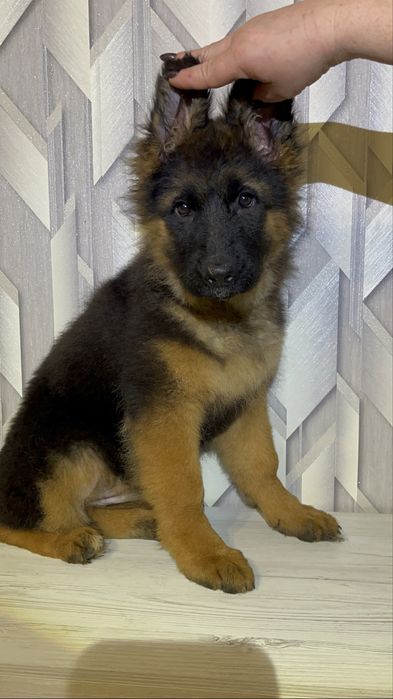 Німецька вівчарка