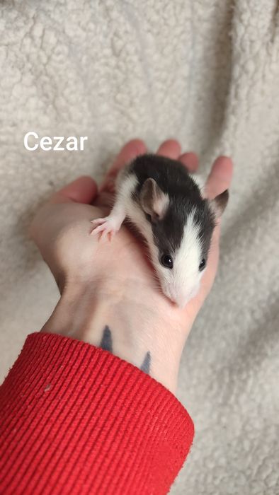 Szczury, gryzonie, szczurki małe