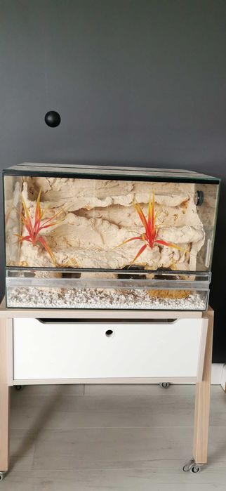 Terrarium dla gekona z pełnym wyposażeniem