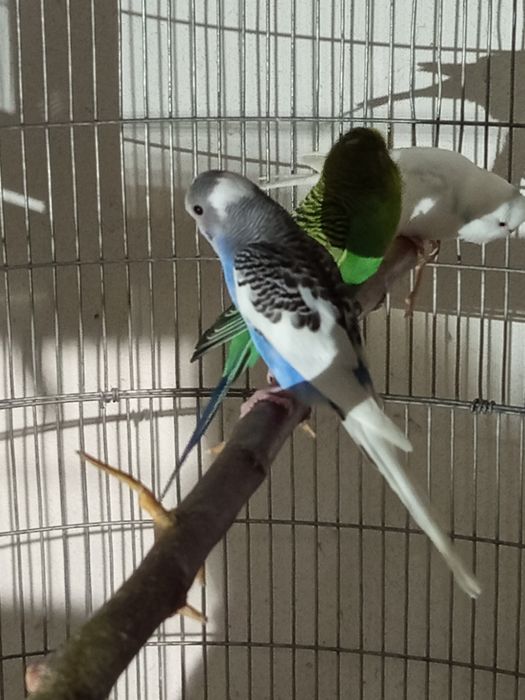 Piriquitos australianos