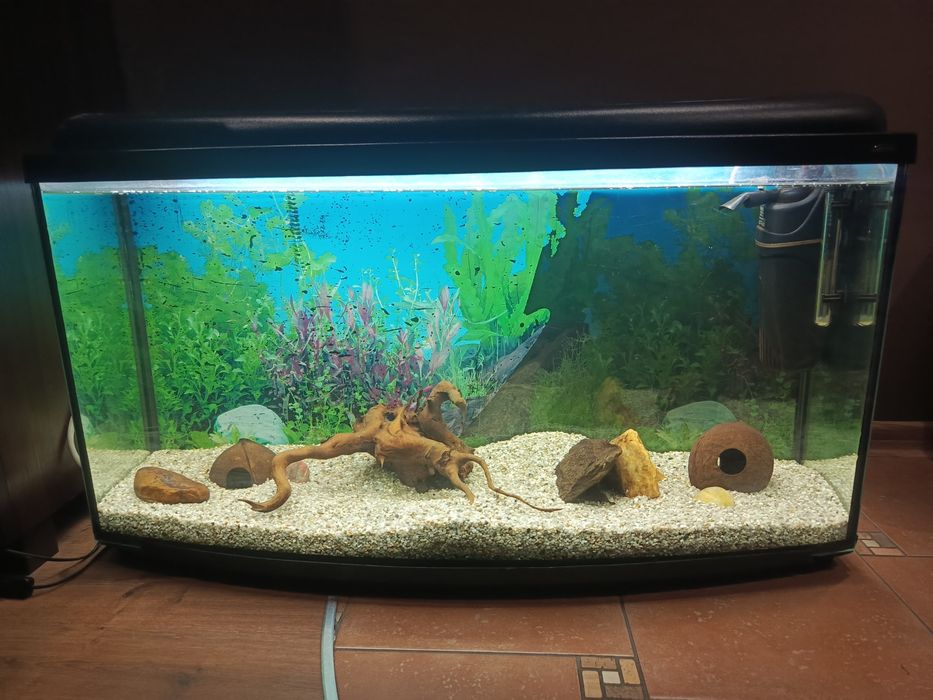 Akwarium panoramiczne