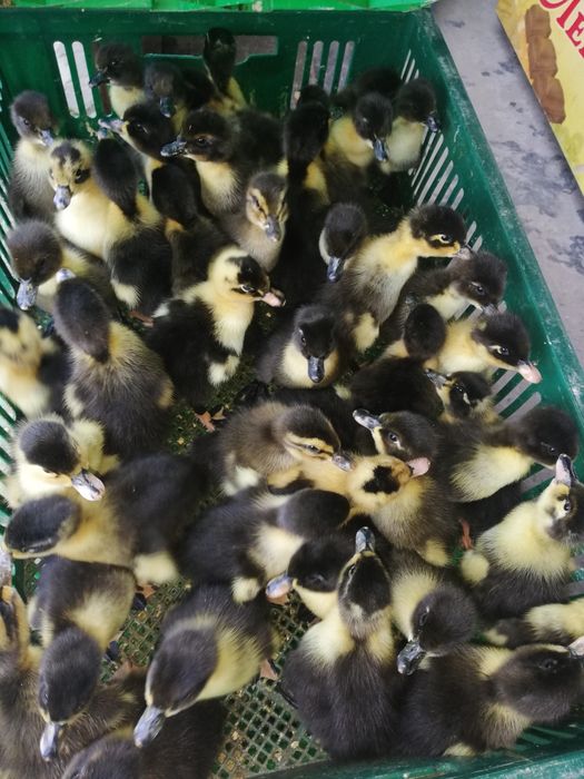 Суточные цыплята бройлера, мастер грей, ред бро, испанка