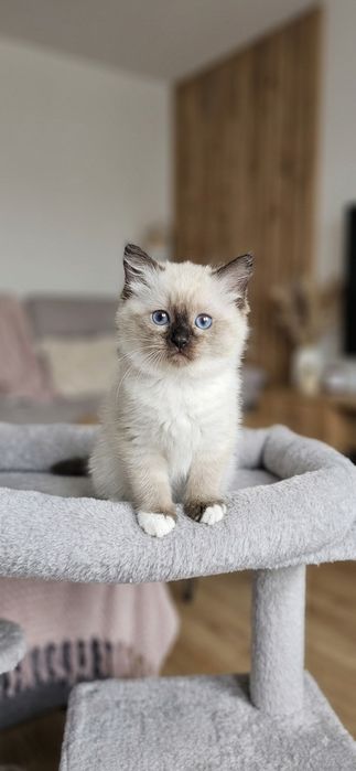 Słodka Kotka Ragdoll – Seal Point Mitted | Rezerwacja | Rodowód