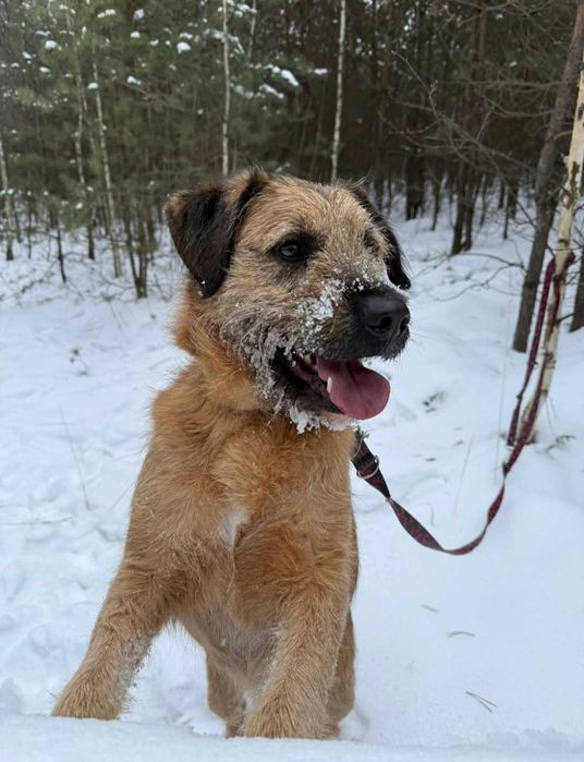 Bono - mądry szorściak szuka domu