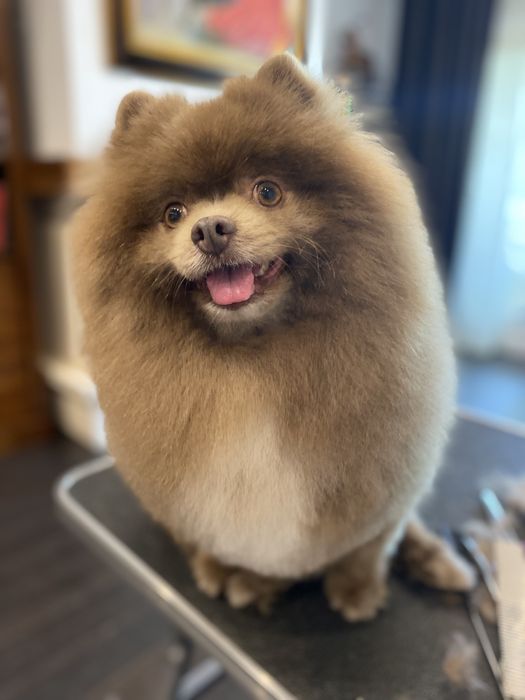 Стрижка собак и котів у Вас вдома. Грумер