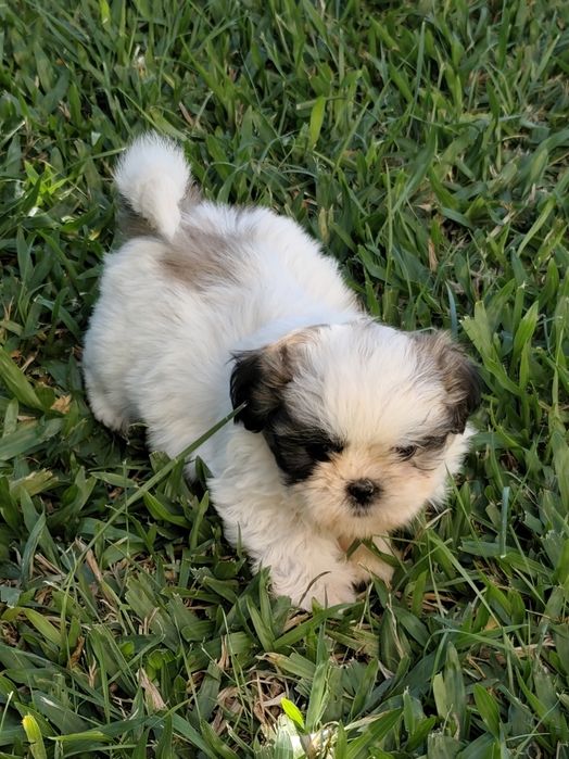Shih-Tzu macho disponível