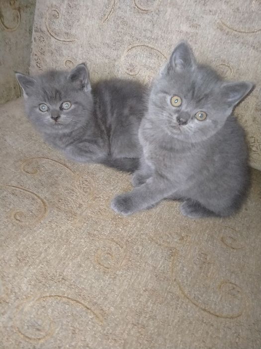 Британські малюки!