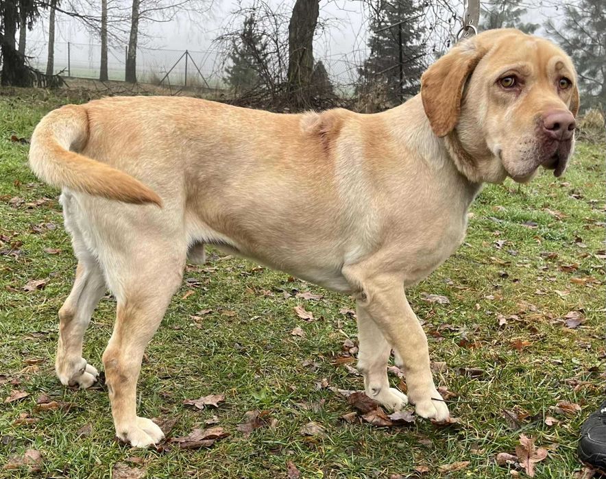 Marley - pies w typie labradora