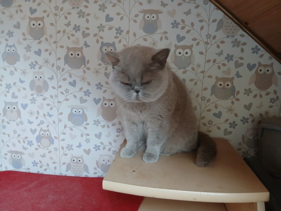 Kotka brytyjska do płatnej  adopcji.