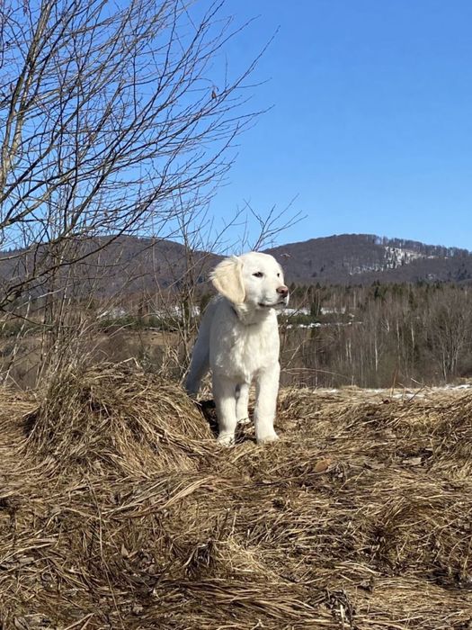 ПРЕМІУМ Голден ретривер хлопчик 5 місяців
