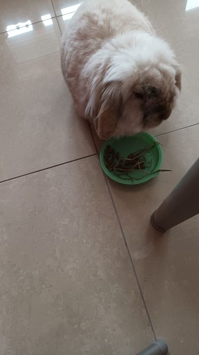 Coelho para doação