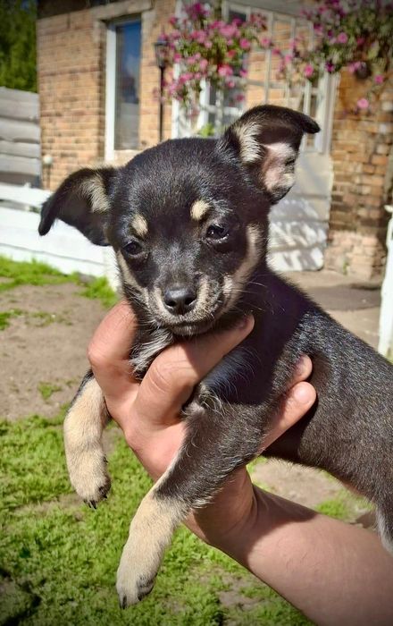 Chihuahua suczka