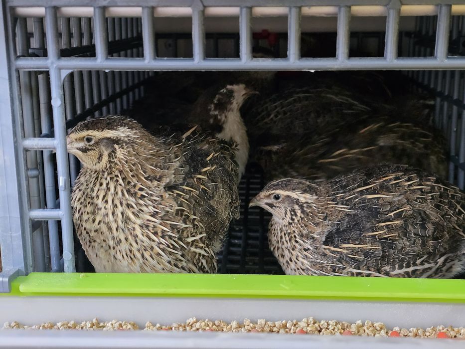 Młode nioski przepiórki celadon jumbo włoszka texas czerwone brojler