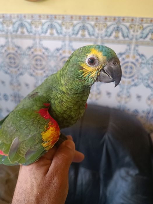 Papagaios Amazonas Aestivas