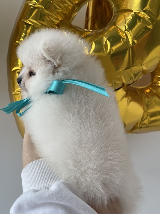 Міні-принци та принцеси Померанські шпіци чекають на свої сімї