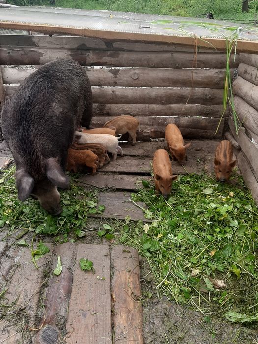 Продам Поросята мангал.