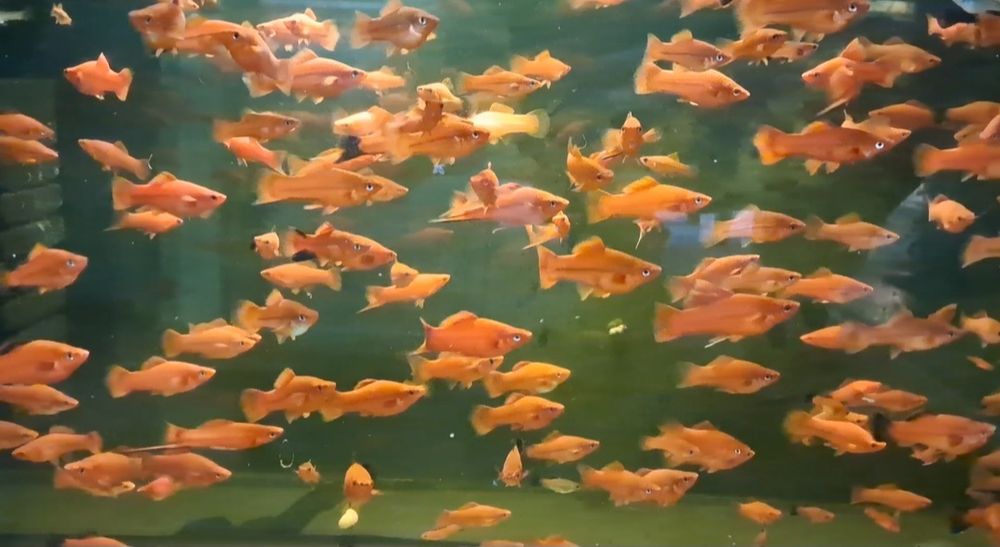 Акваріумні рибки   Тернеція  Glo fish , Даніо  Барбус  Скалярія  Вуалехвіст  Молінезія  Гуппі  Півник.  гуппі,.