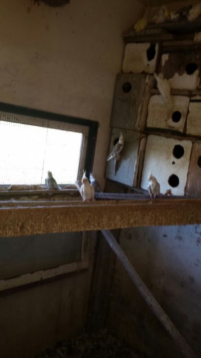 Caturras pares feitos com 1 ano amarelas e face branca branca ooooooo