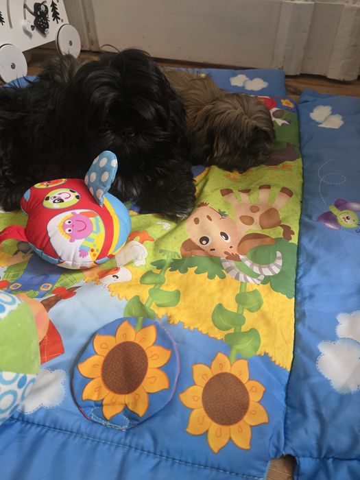 Shih tzu 4 miesieczny