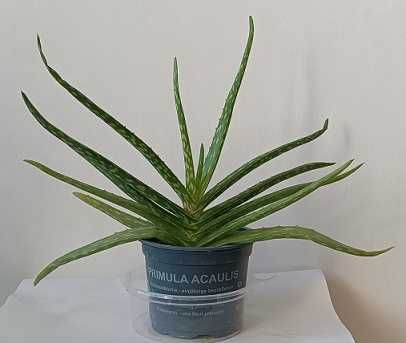 aloes leczniczy,