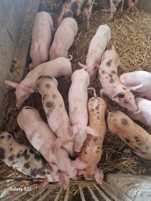 Просята Мясної породи