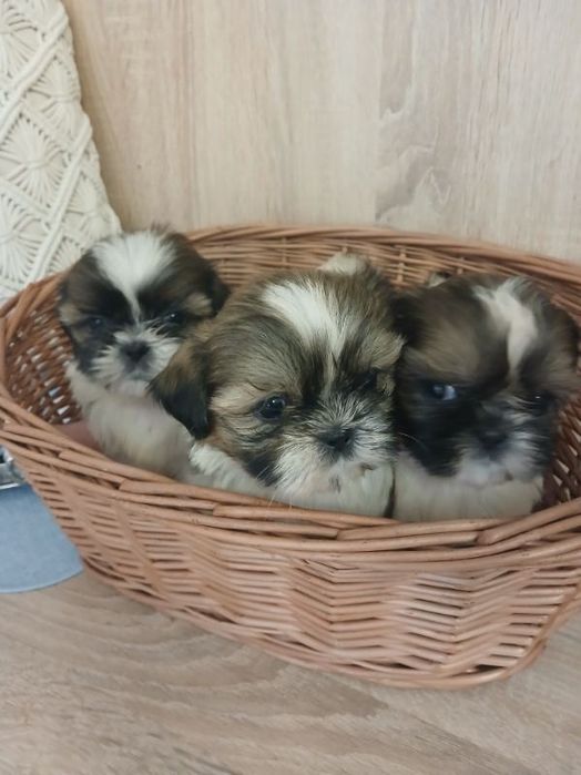 Shih tzu suczka cudo