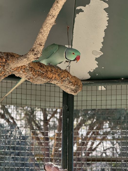 Ring necks Violetas cc opalino esmeralda