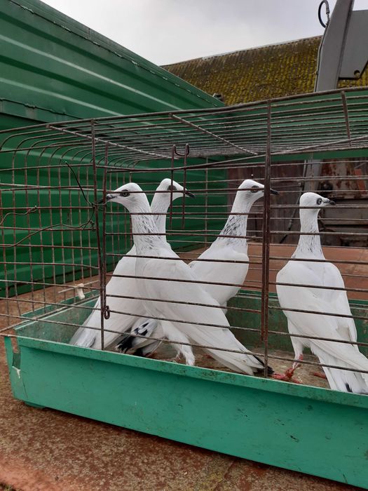 Gołębie samce samice Srebrniaki