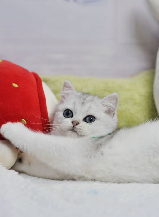 Маємо кошенят срібна шиншила