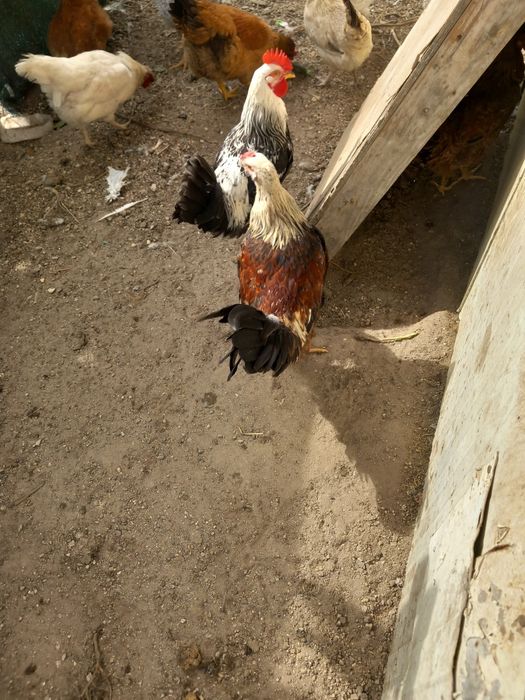 Galos e galinhas caseiros