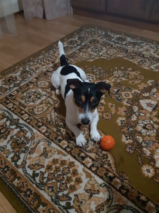 Джек Рассел терьер вязка