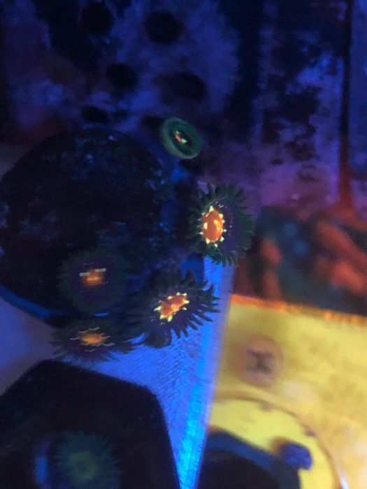 Vendo zoanthus stargazer