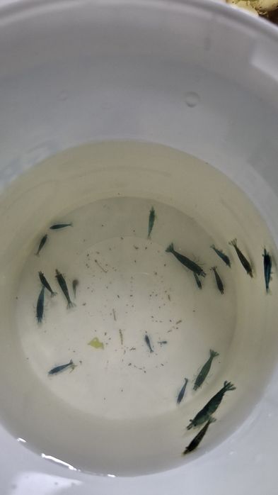 Camarões Neocaridinas blue - 12 unidades por 20€