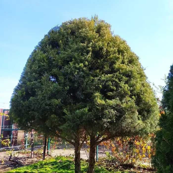 Стрижка рослин і туй