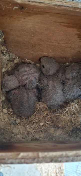 Agapornis ,lindíssimos