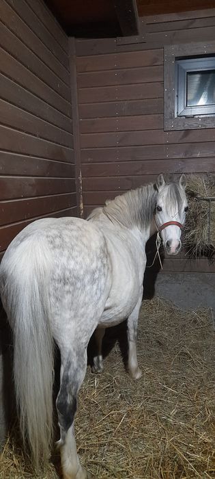 KUCE Klacze Walijskie