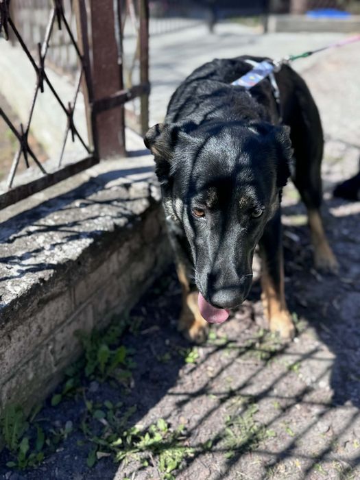 Roczna sunia znaleziona