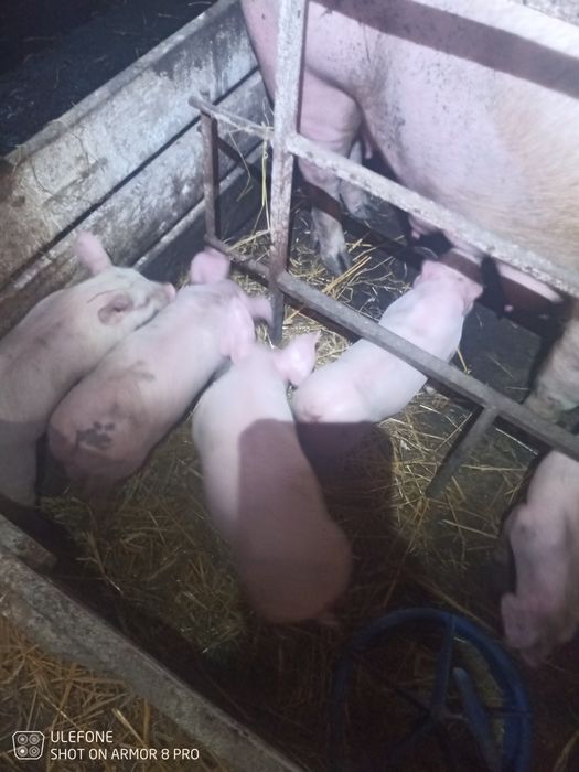 Продам поросят від 12 до 25кг