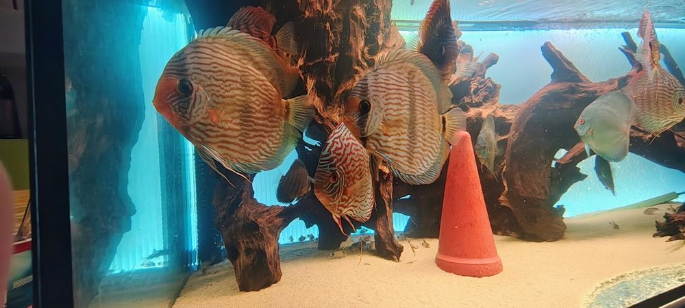 Discus Dyskowiec paletka Heckel Para