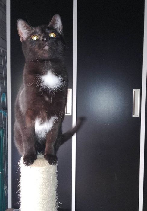 Do adopcji kociaki.