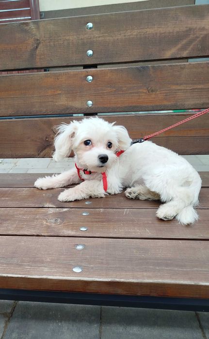 Maltańczyk piesek 1400 zł.