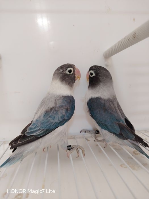 Agapórnis personatus