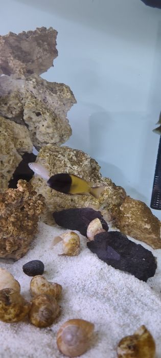 Tropheus Ikola, pyszczak tanganika