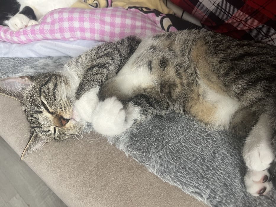 Oddam za darmo dwa male kotki