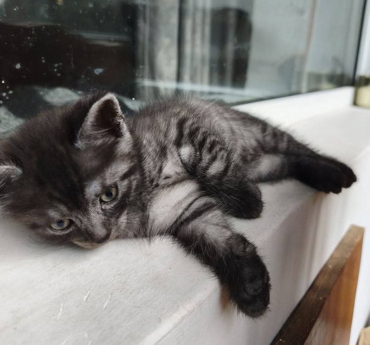 Красивый котёнок, мальчик 1,5 мес.